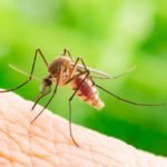 Troubled with mosquitoes Adopt these three home remedies