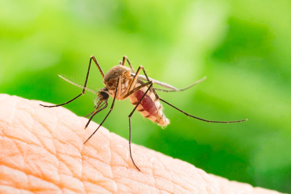 Troubled with mosquitoes Adopt these three home remedies