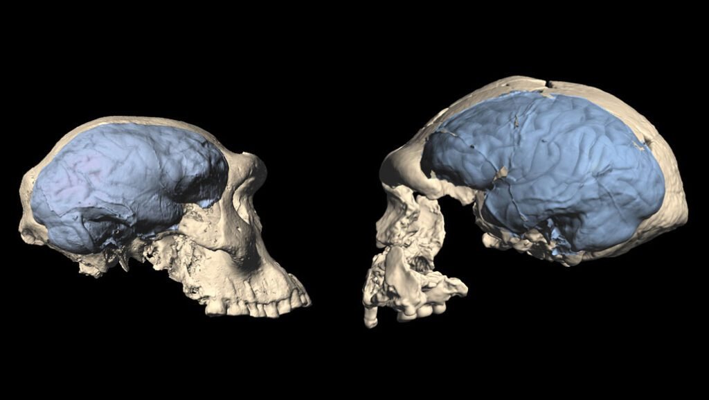 A new study revealed that due to Climate change Human height and brain shrink