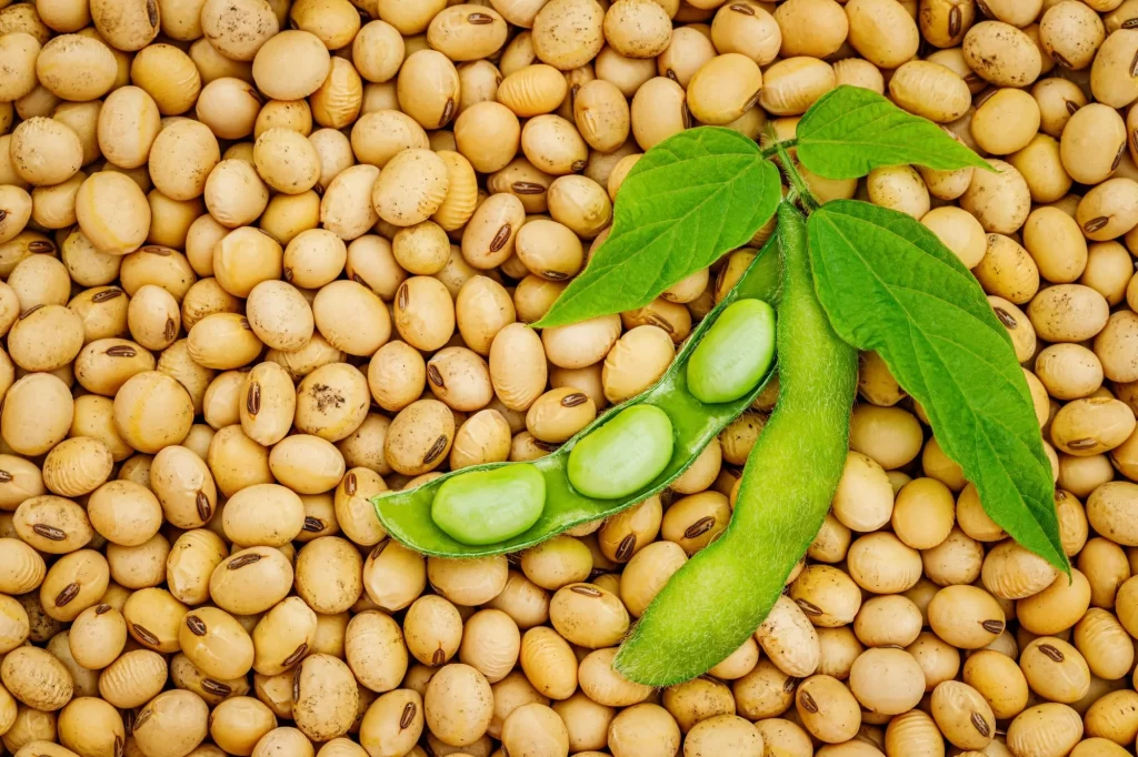 Soybeans A Nutrient-Rich Powerhouse in the World of Plant-Based Nutrition