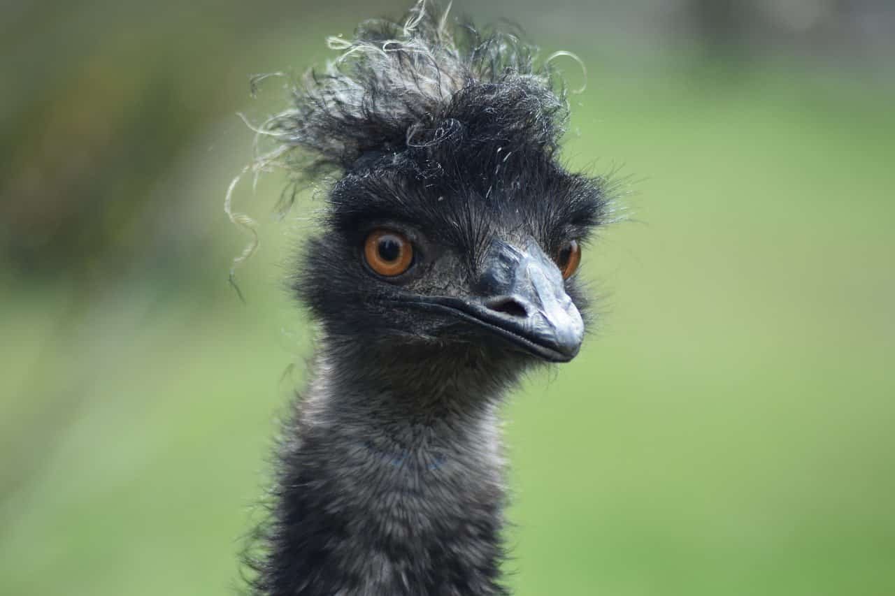 bird 7917458 1280