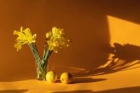 daffodils 6523446 1280