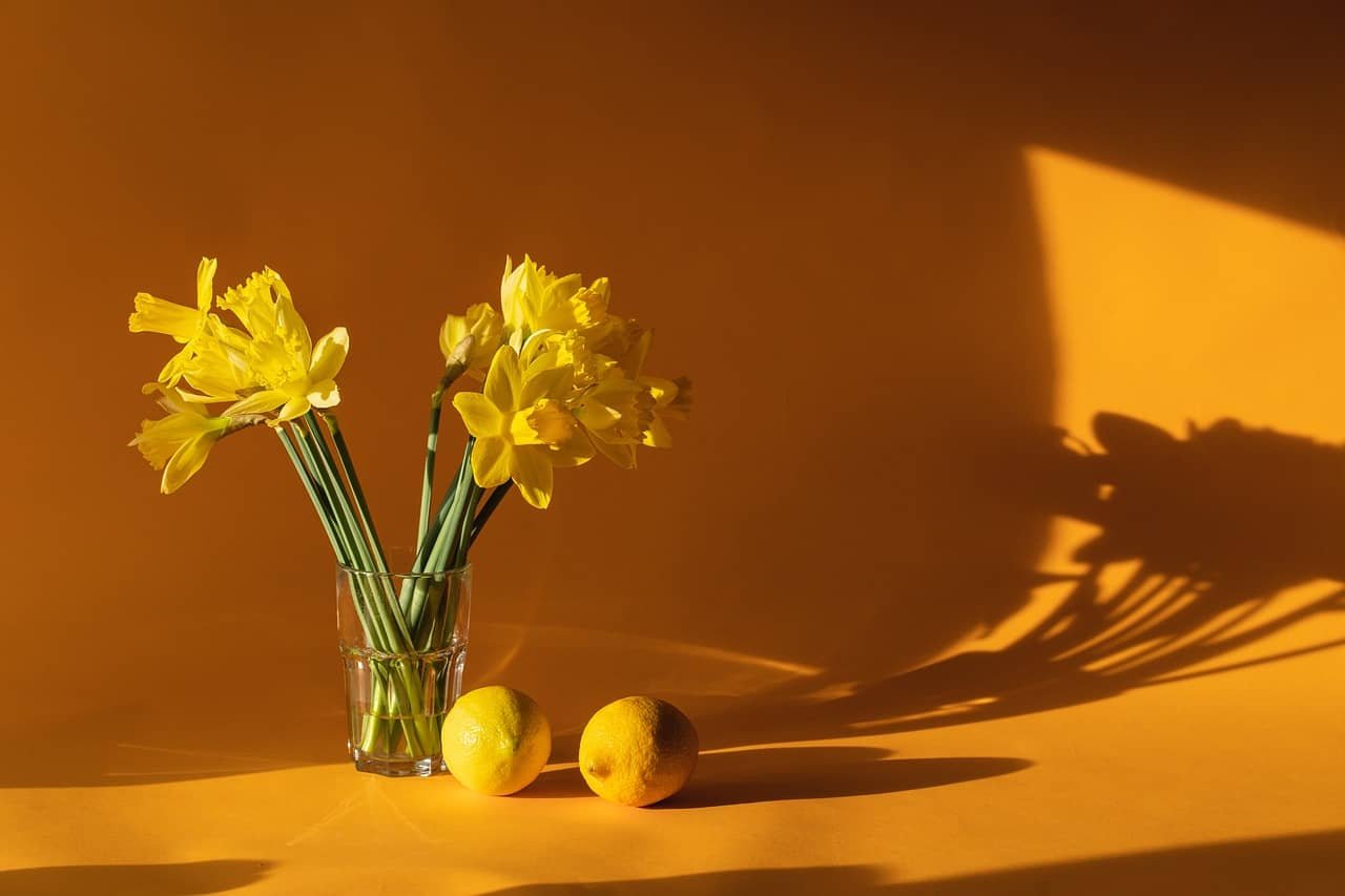 daffodils 6523446 1280